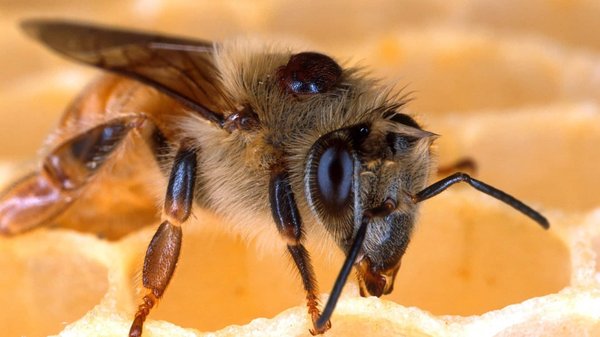 Venir à bout des insectes envahissants à Besançon grâce à un professionnel
