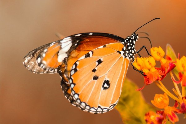 Quel animal a un fort caractère ?